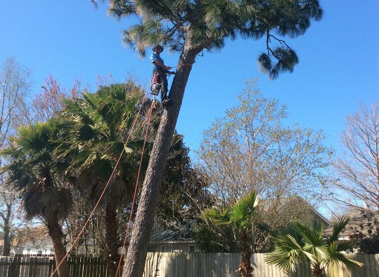 tree arborist services in Northwest Florida