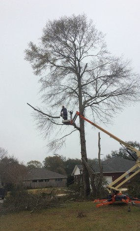 professional tree services